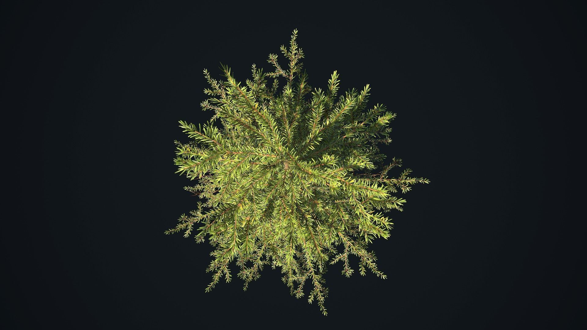 Conifer Small Pack Low-poly 3D model_12