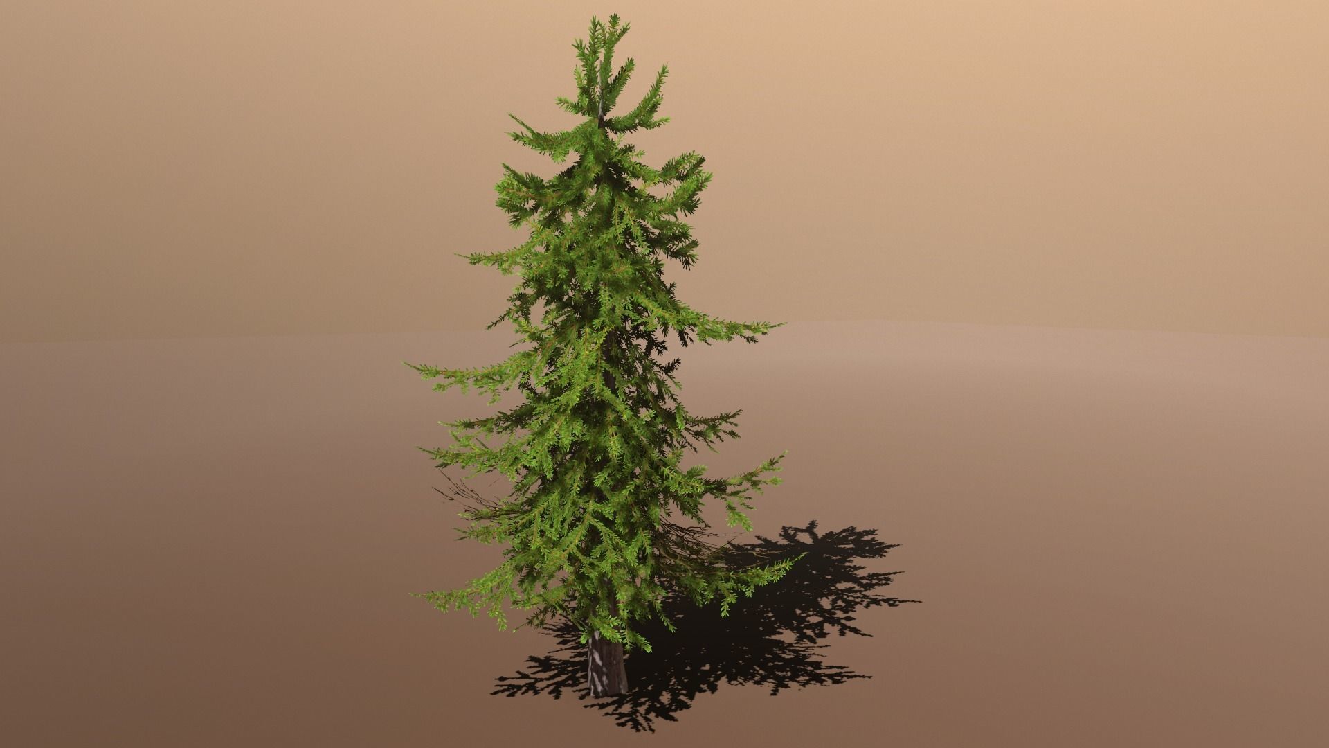 Conifer Small Pack Low-poly 3D model_7