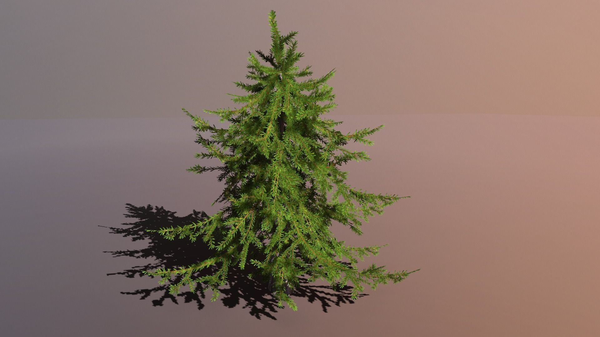 Conifer Small Pack Low-poly 3D model_3