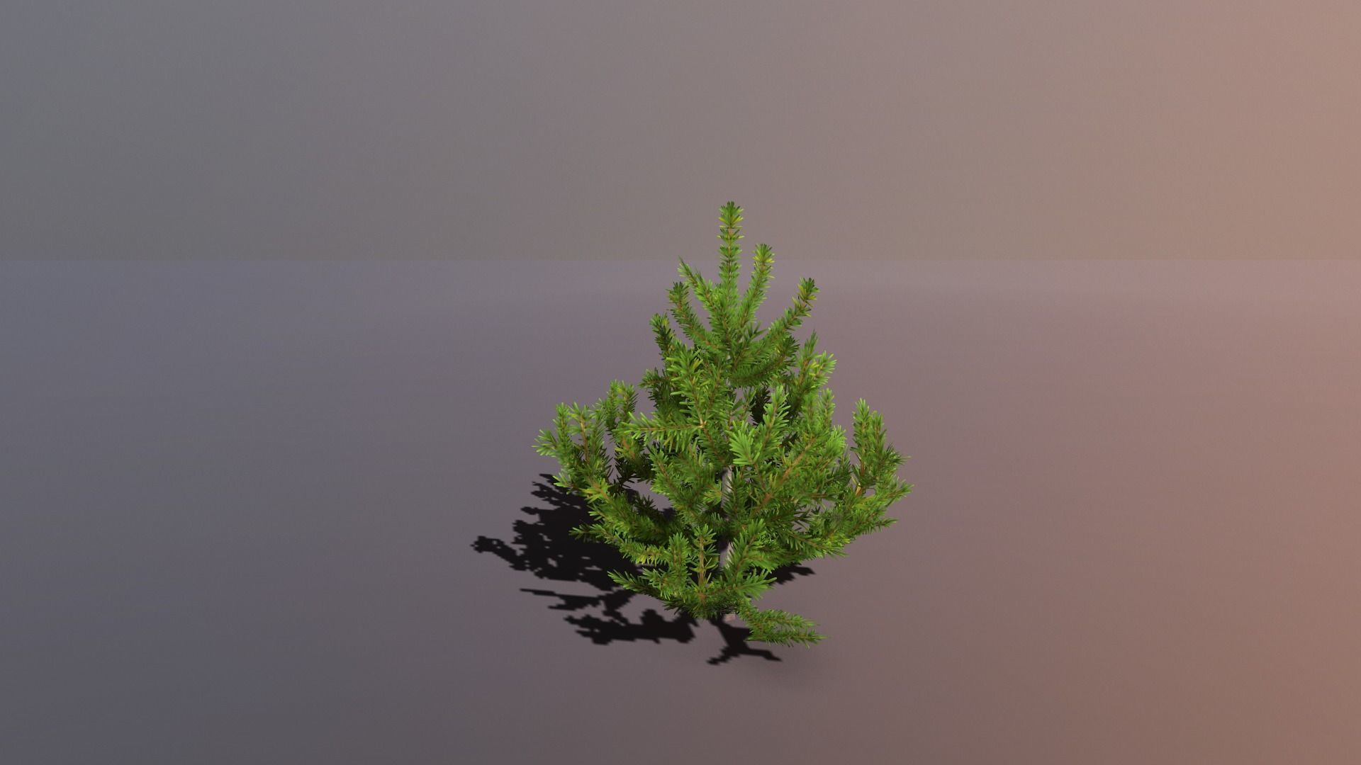 Conifer Small Pack Low-poly 3D model_6