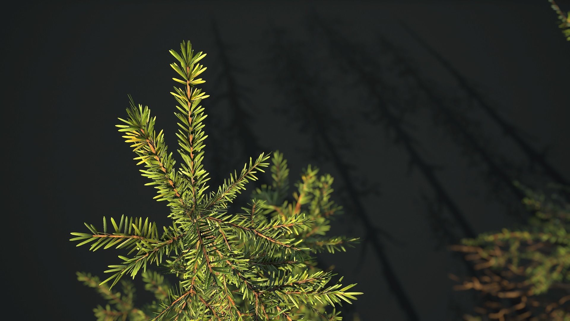 Conifer Small Pack Low-poly 3D model_11