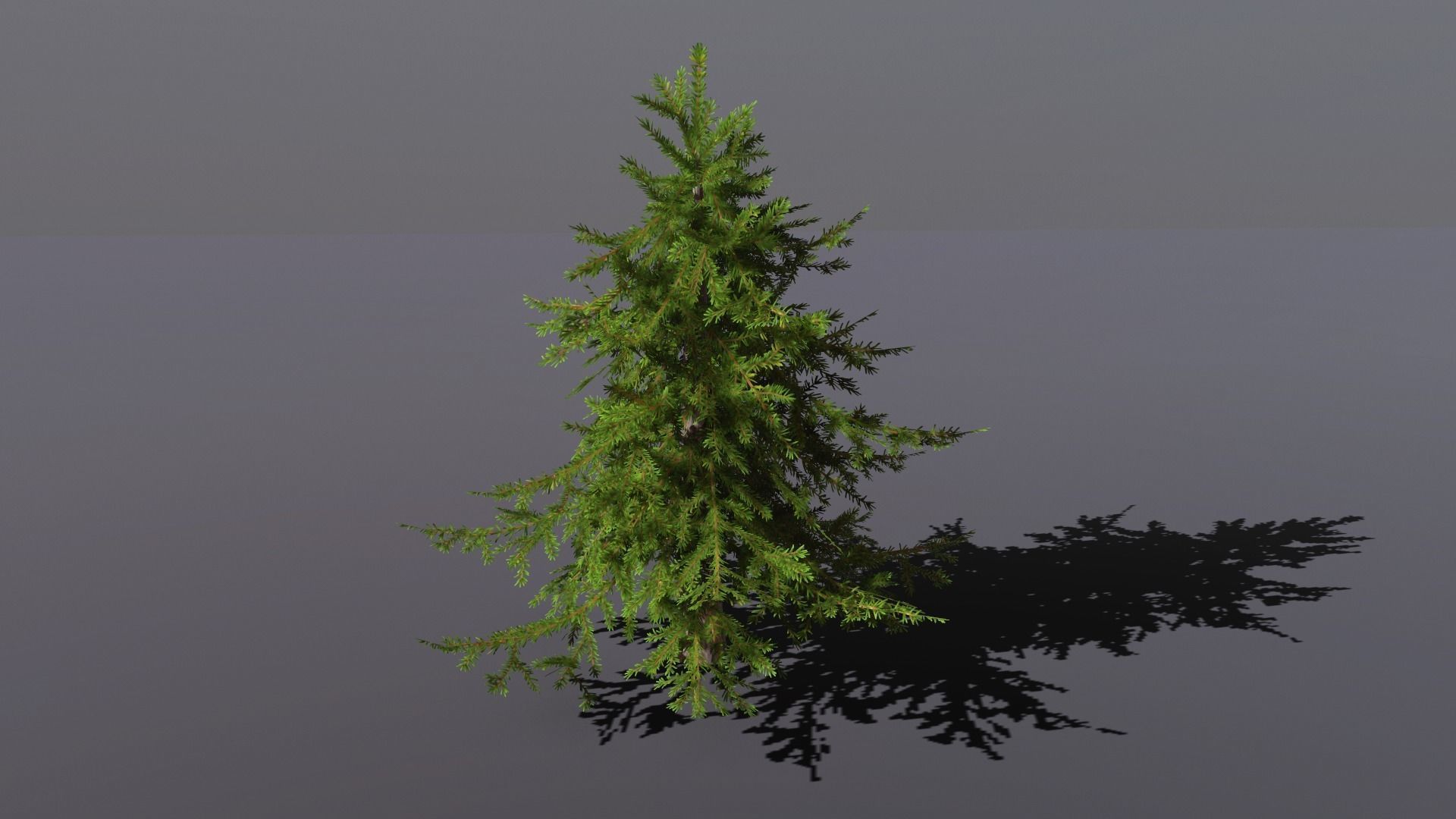 Conifer Small Pack Low-poly 3D model_4