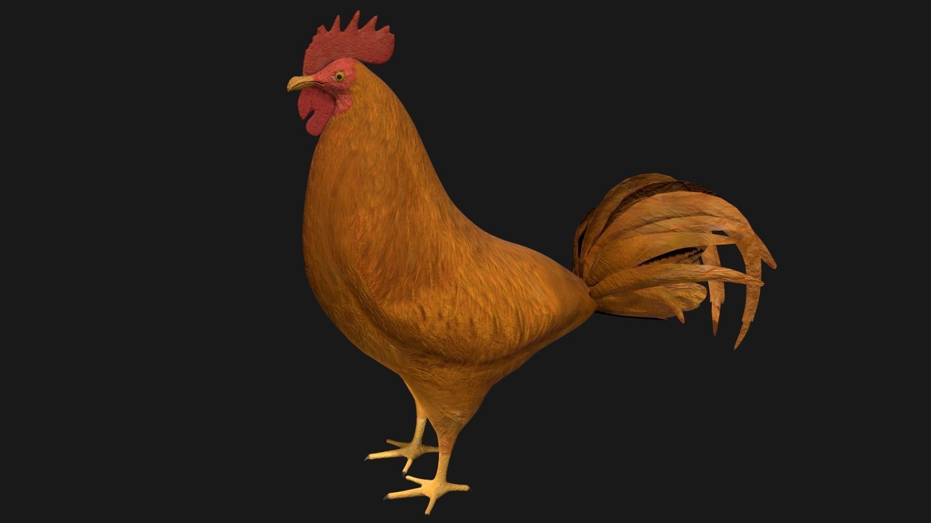 Brown Rooster Hen Low-poly 3D model_6