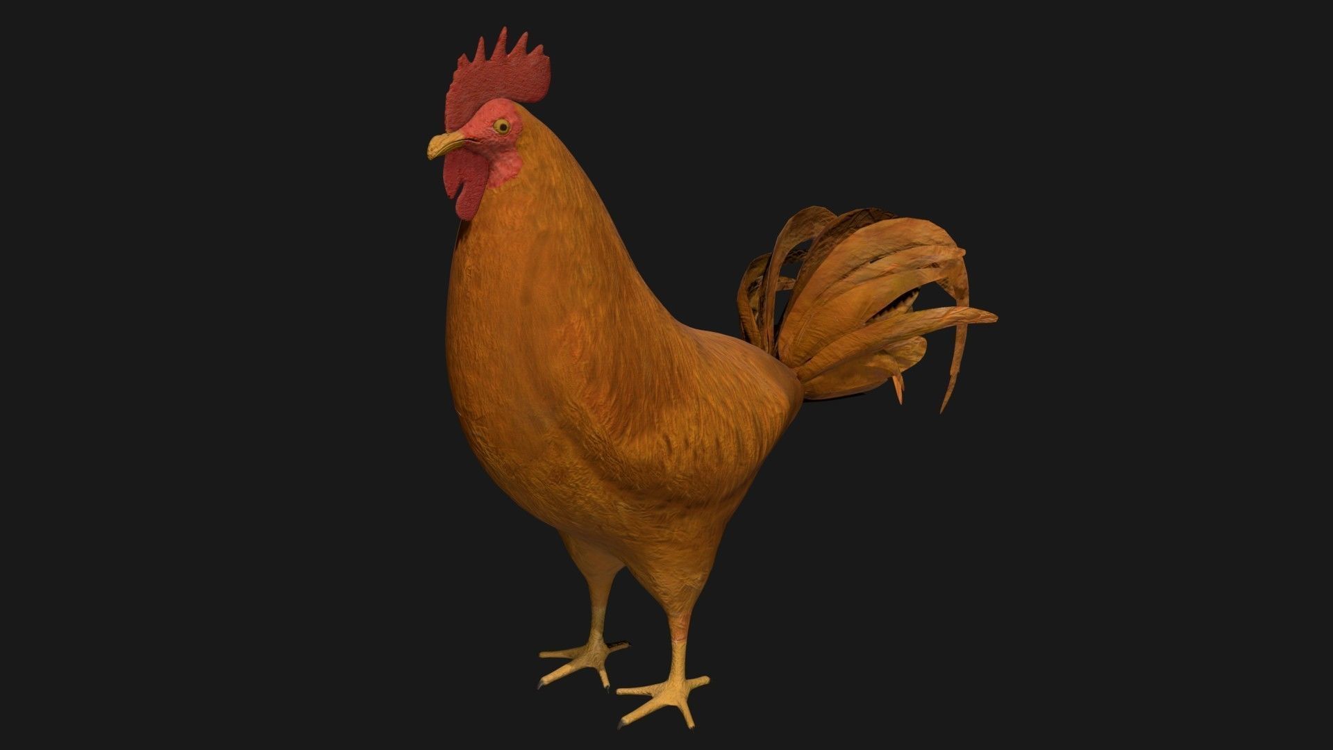 Brown Rooster Hen Low-poly 3D model_5