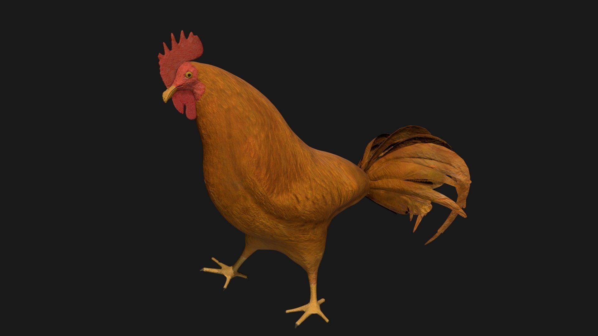 Brown Rooster Hen Low-poly 3D model_4