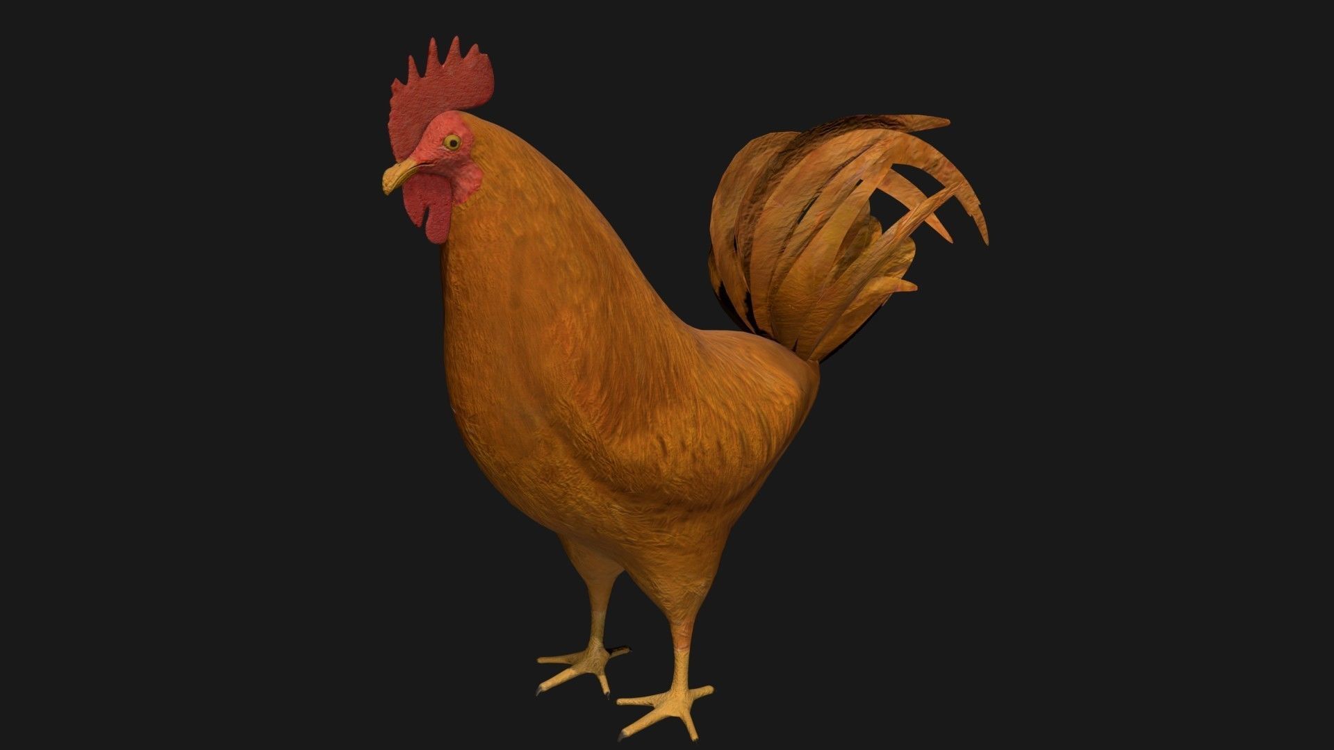 Brown Rooster Hen Low-poly 3D model_2