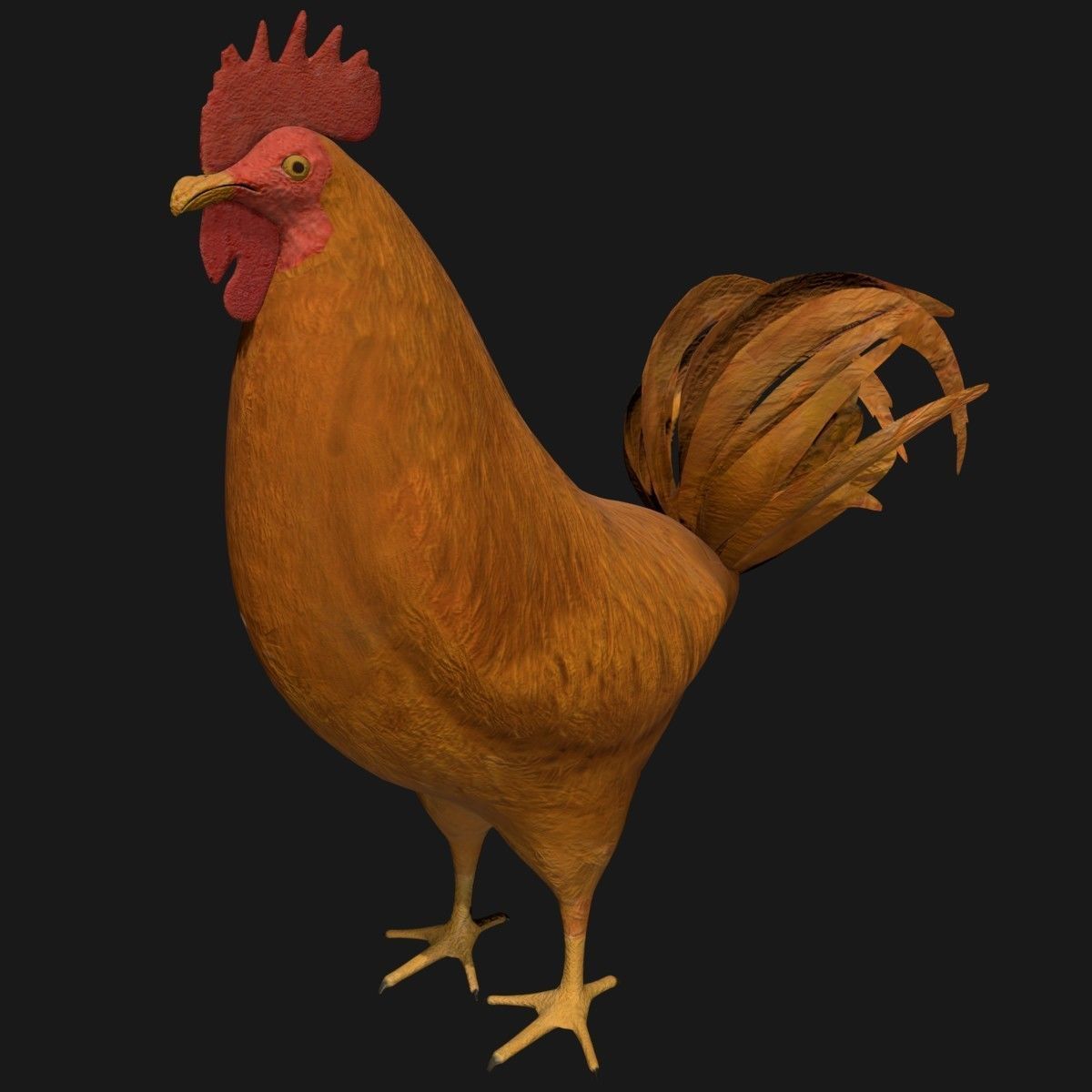 Brown Rooster Hen Low-poly 3D model_7
