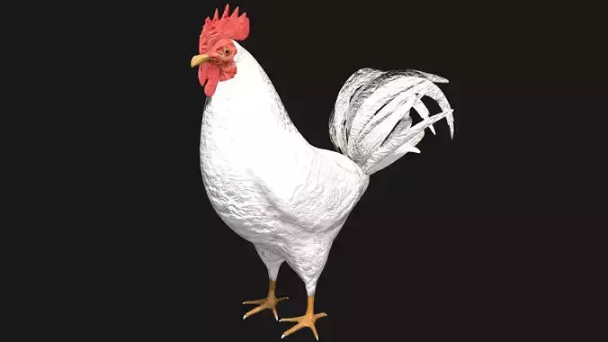 White Rooster Hen Low-poly 3D model