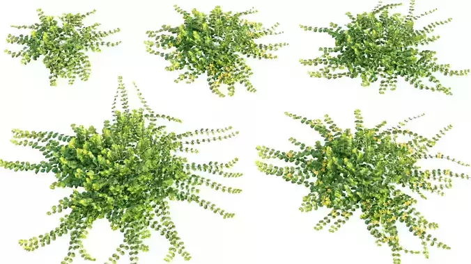 Lysimachia nummularia - Golden Creeping Jenny - Moneywort - 01