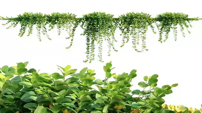 Lysimachia nummularia - Golden Creeping Jenny - Moneywort - 02