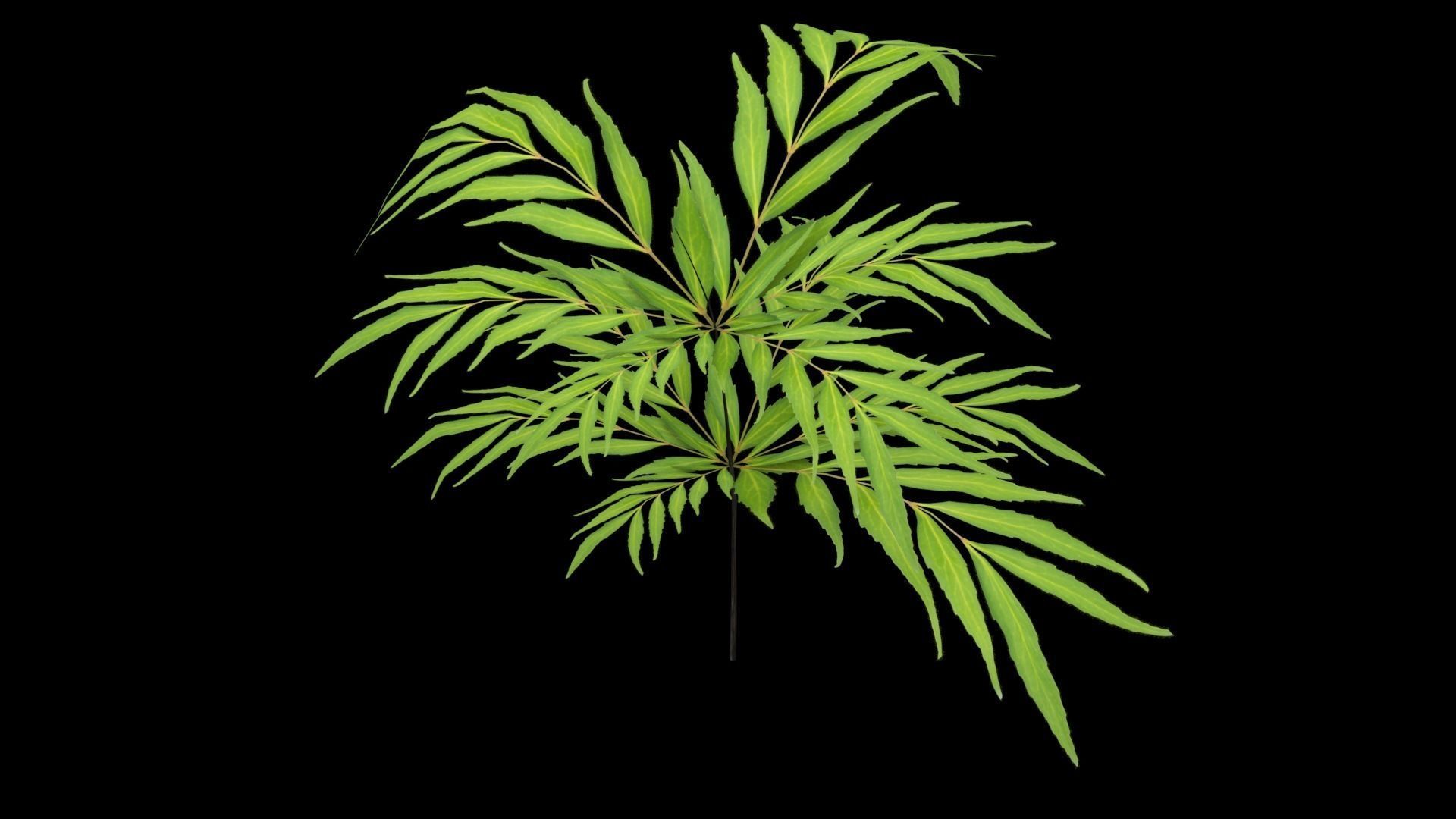 Chinese mahonia Narihira-hiiragi-nanten set 3D model_2