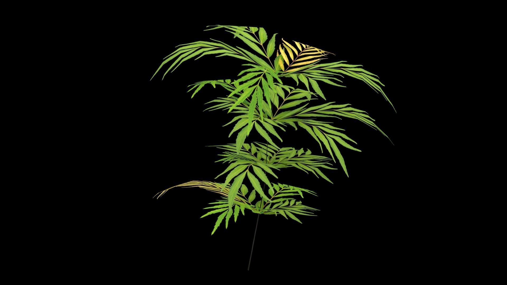 Chinese mahonia Narihira-hiiragi-nanten set 3D model_3