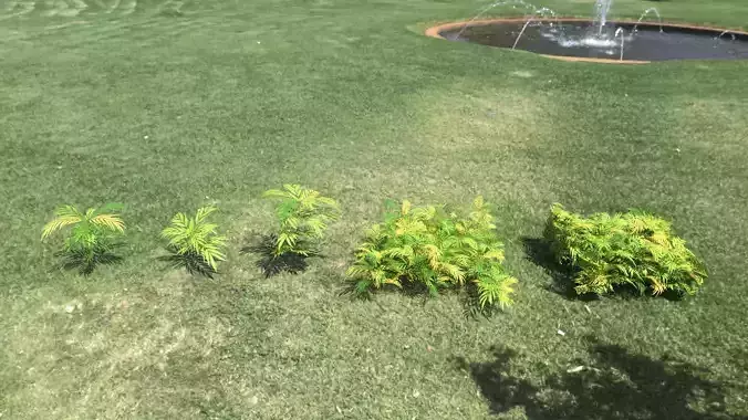 Chinese mahonia Narihira-hiiragi-nanten set 3D model