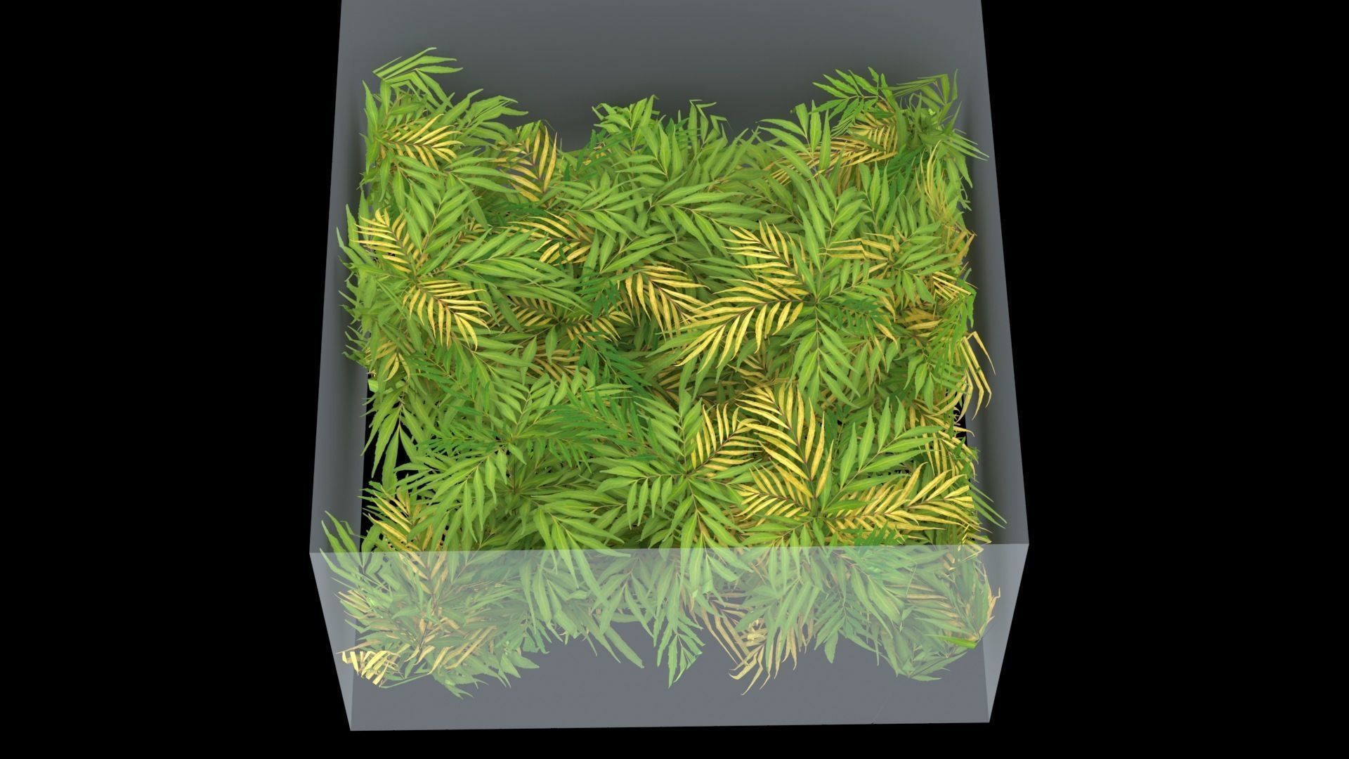 Chinese mahonia Narihira-hiiragi-nanten set 3D model_6