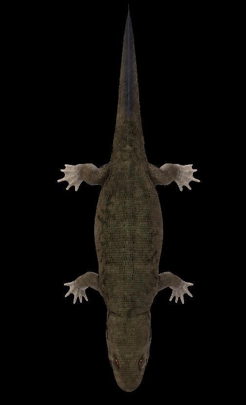 Ichthyostega Asset Pack Low-poly 3D model_8