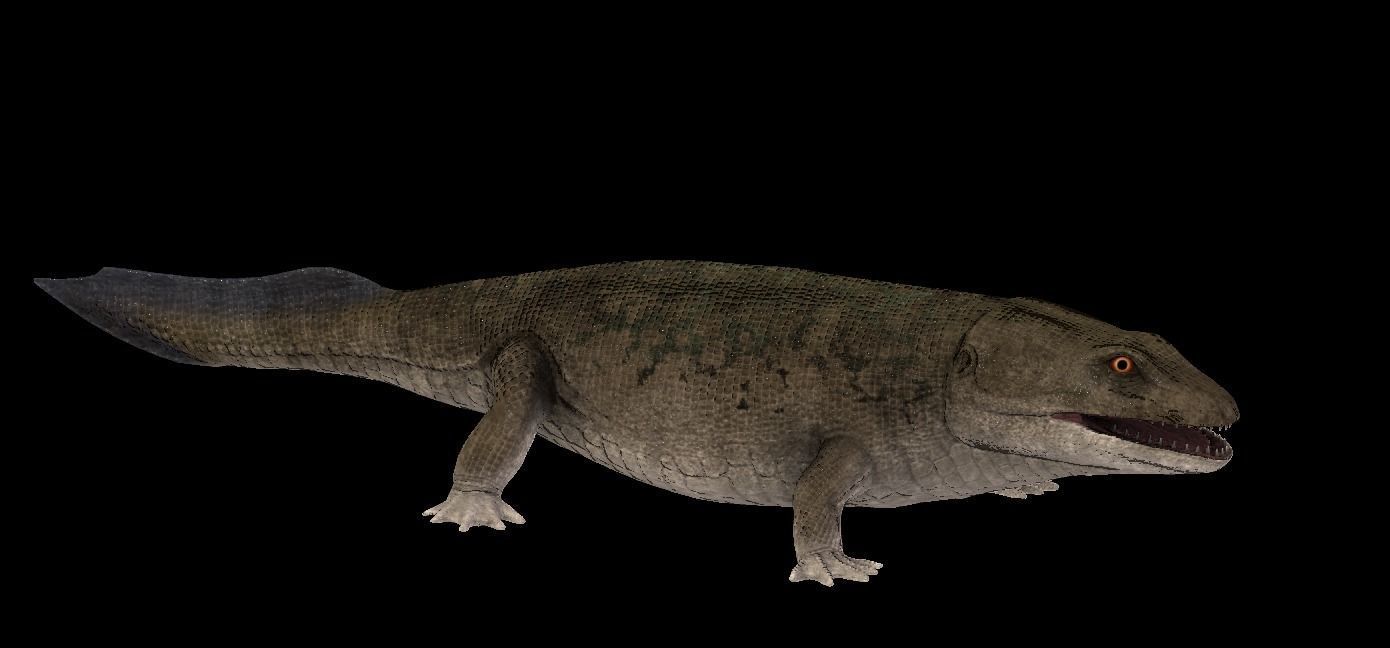 Ichthyostega Asset Pack Low-poly 3D model_10