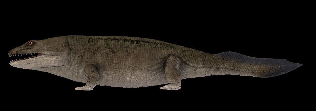 Ichthyostega Asset Pack Low-poly 3D model_11