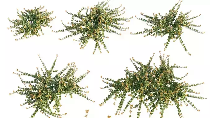 Parthenocissus Sikkimensis - Sikkim creeper - 01