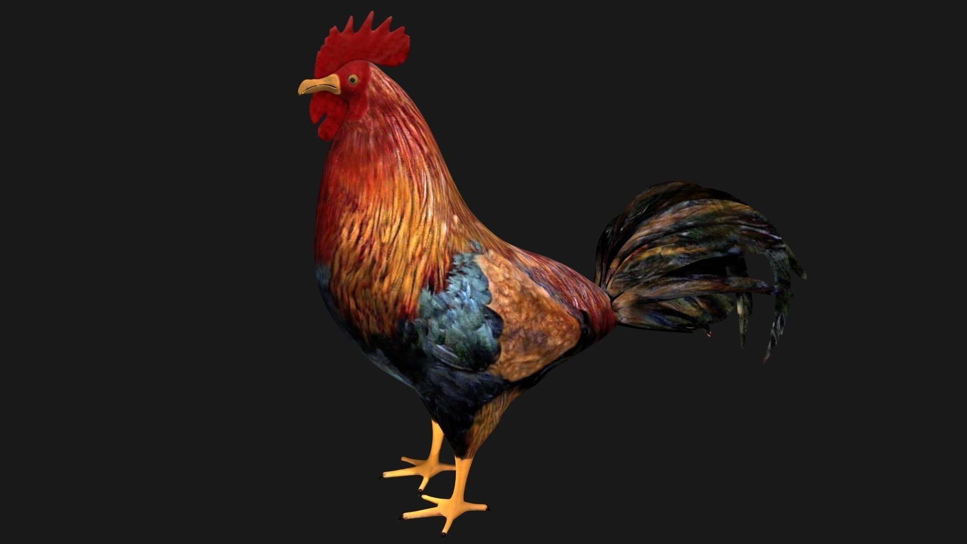 Rooster Hen Low-poly 3D model_6