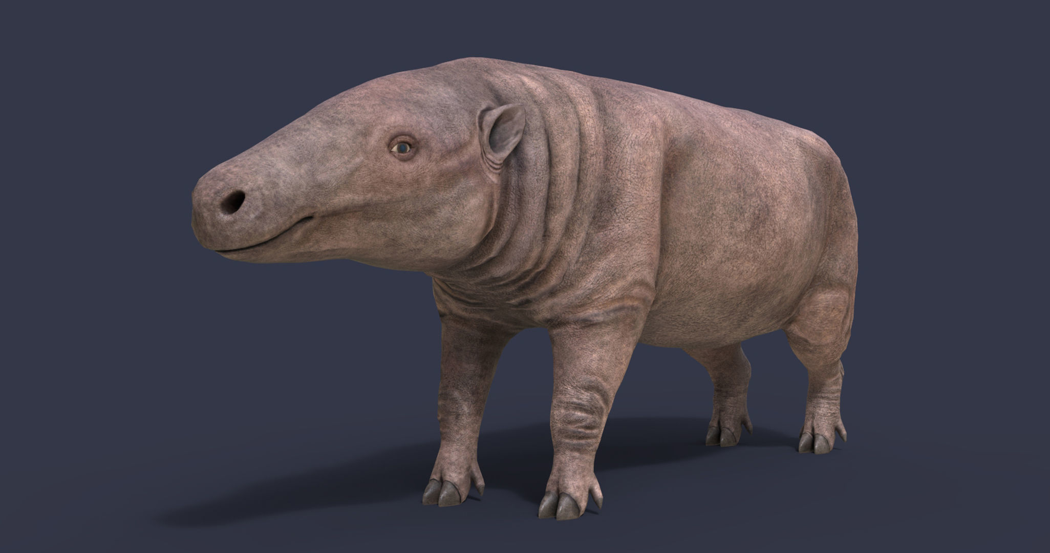 Anthracotherium magnum Low-poly 3D model_2