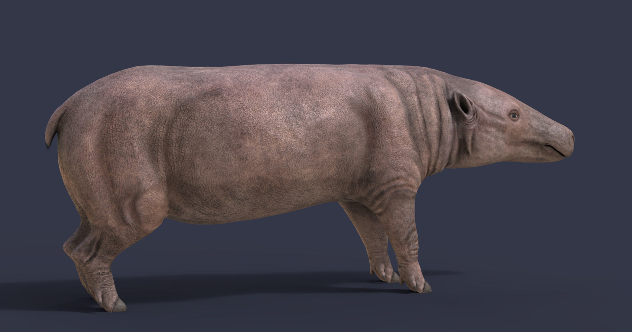 Anthracotherium magnum Low-poly 3D model_7