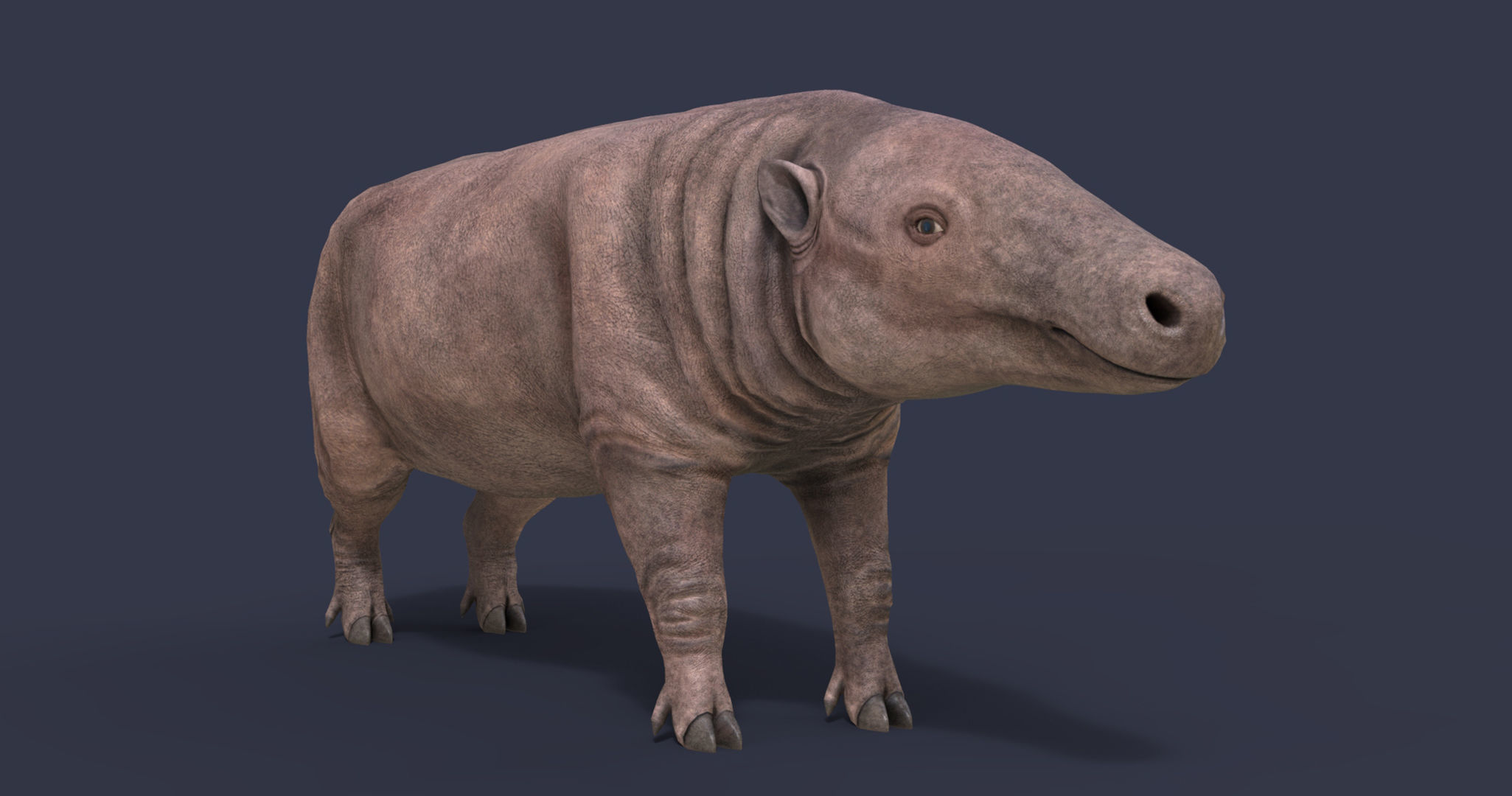 Anthracotherium magnum Low-poly 3D model_4