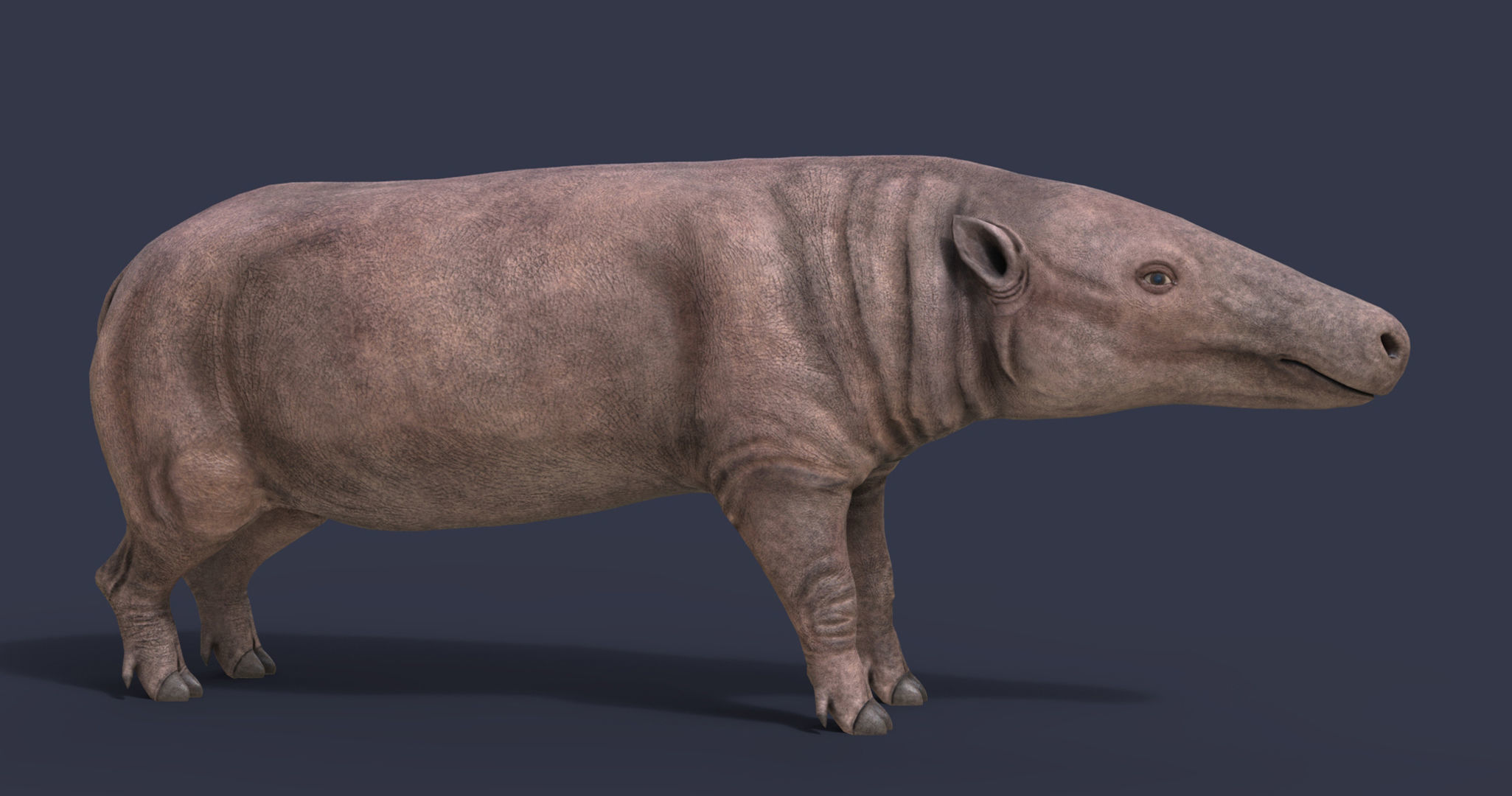 Anthracotherium magnum Low-poly 3D model_6
