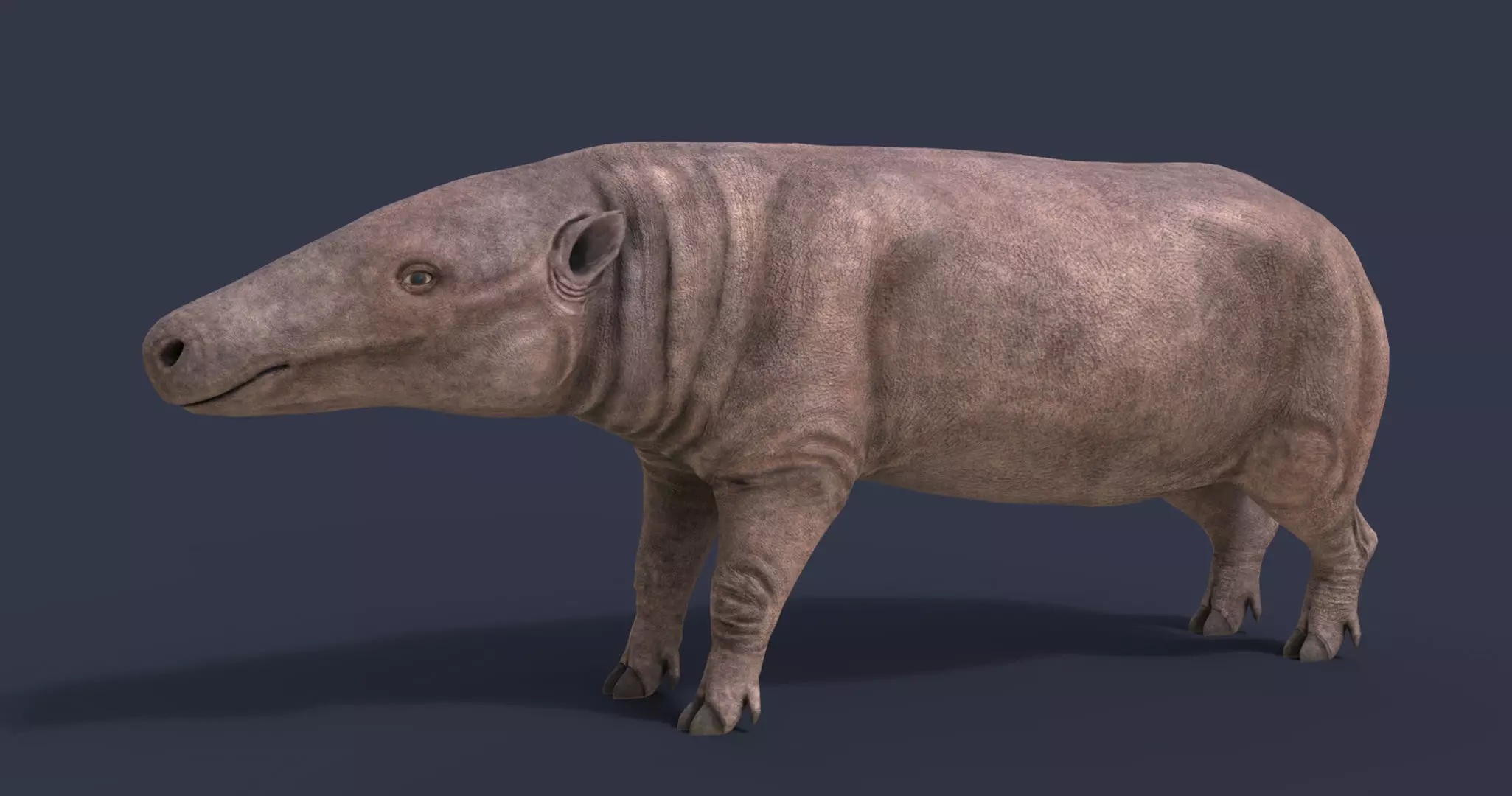 Anthracotherium magnum Low-poly 3D model_0