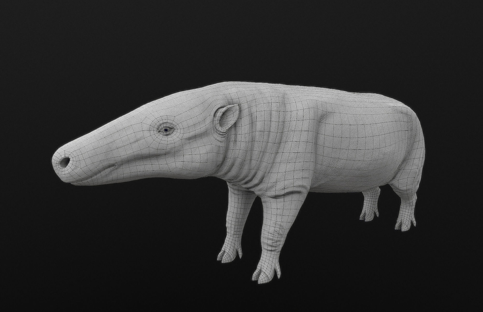 Anthracotherium magnum Low-poly 3D model_8