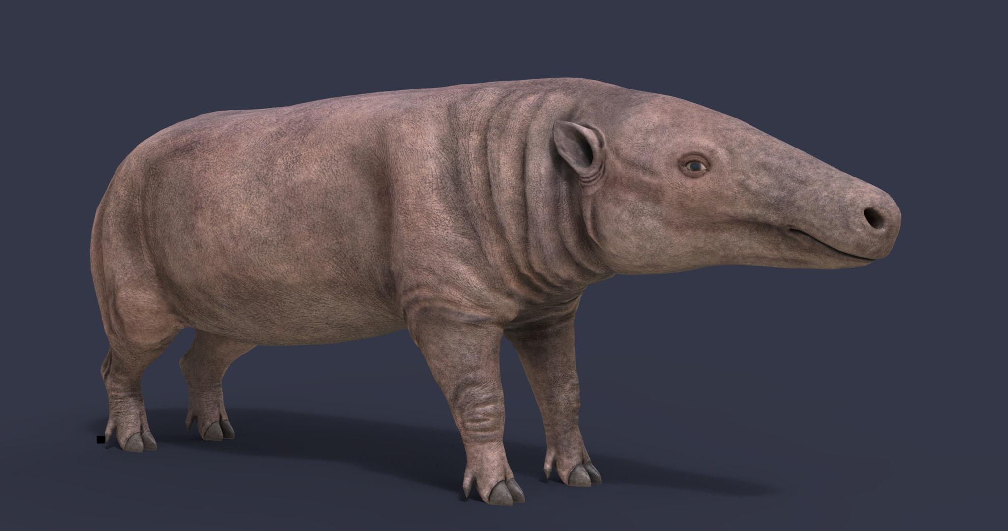 Anthracotherium magnum Low-poly 3D model_5