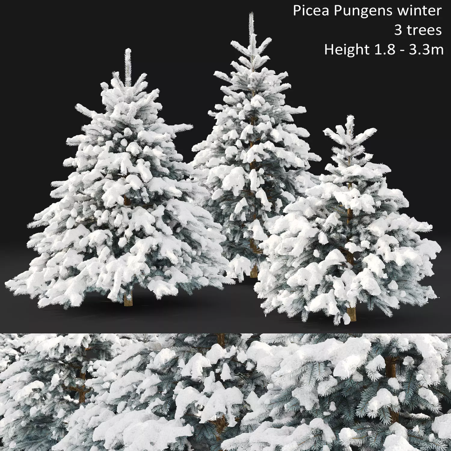 Picea pungens winter 01 3D model