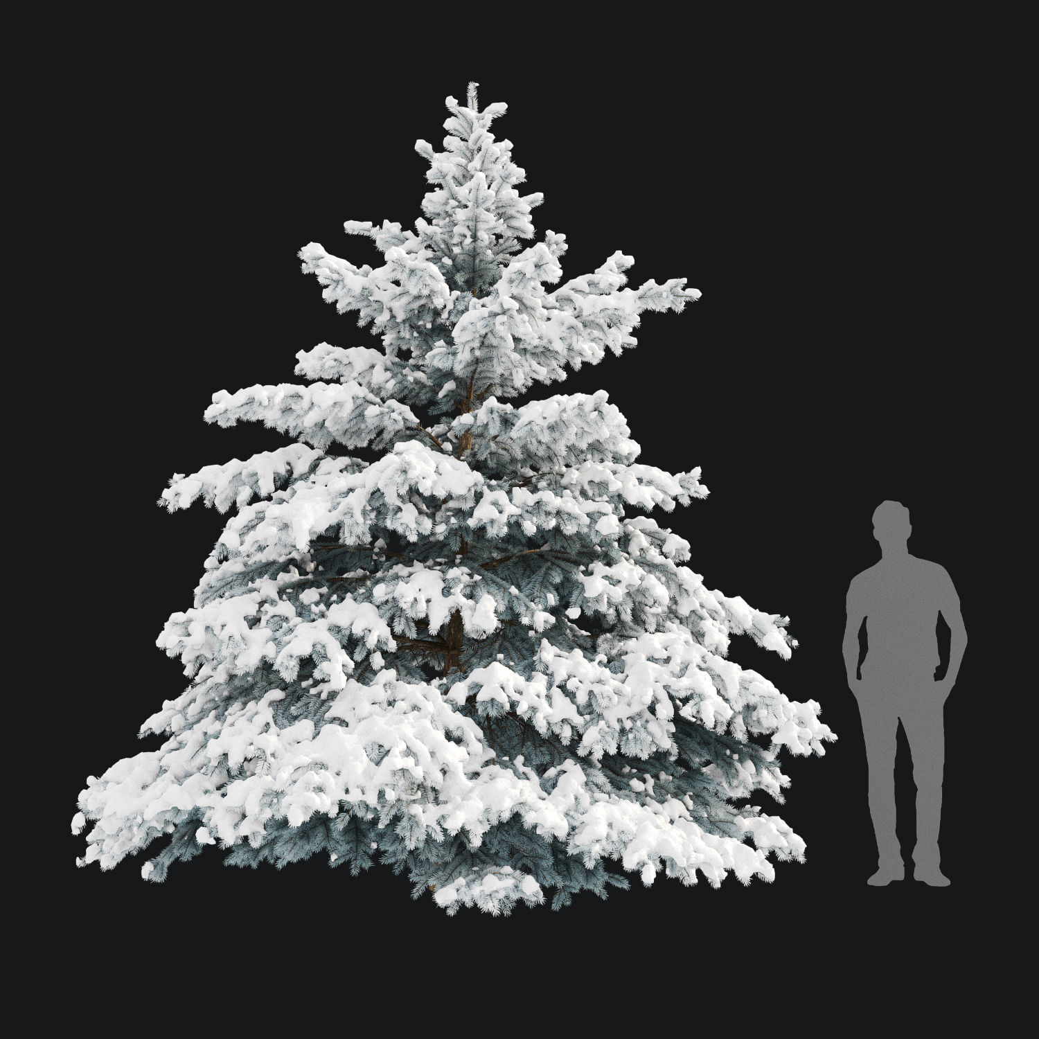 Picea pungens winter 02 Height 380 cm 3D model_5