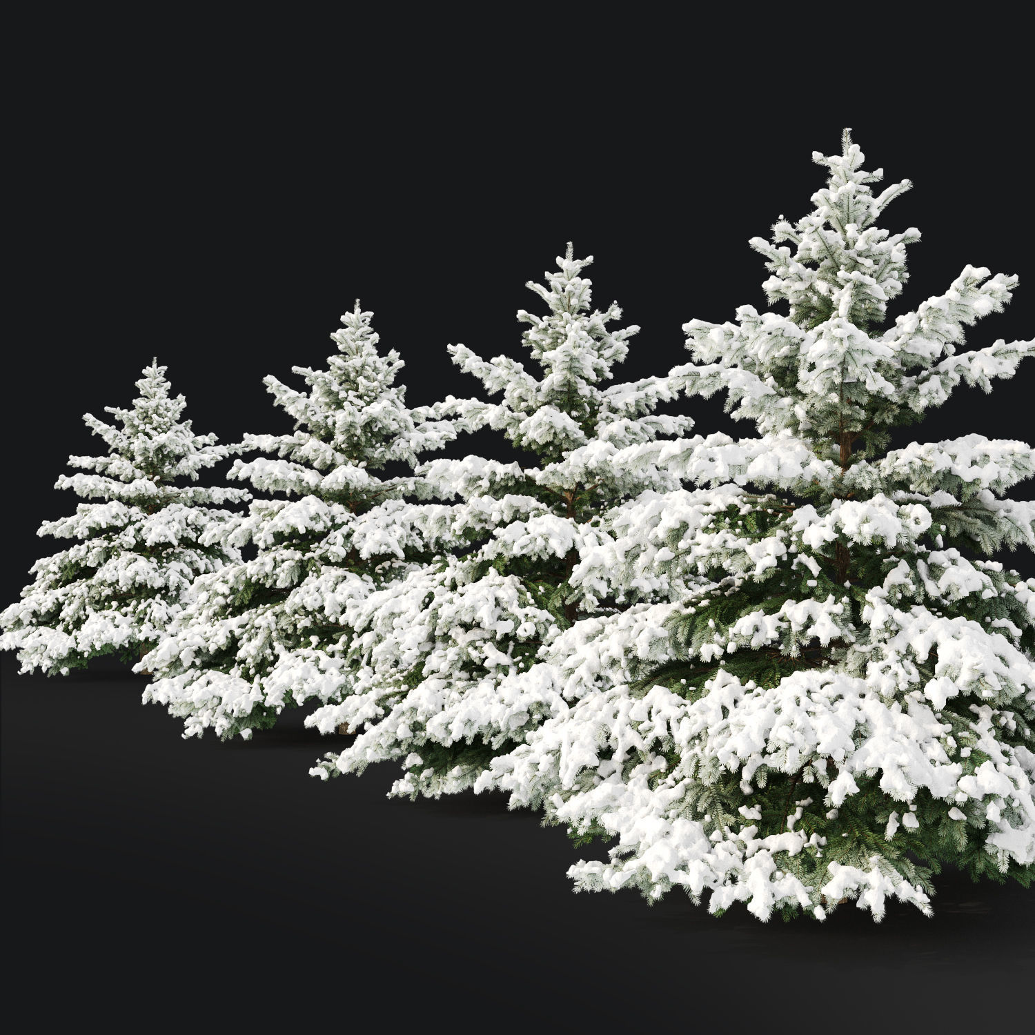 Picea pungens winter 02 Height 380 cm 3D model_1