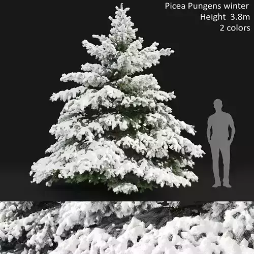 Picea pungens winter 02 Height 380 cm 3D model