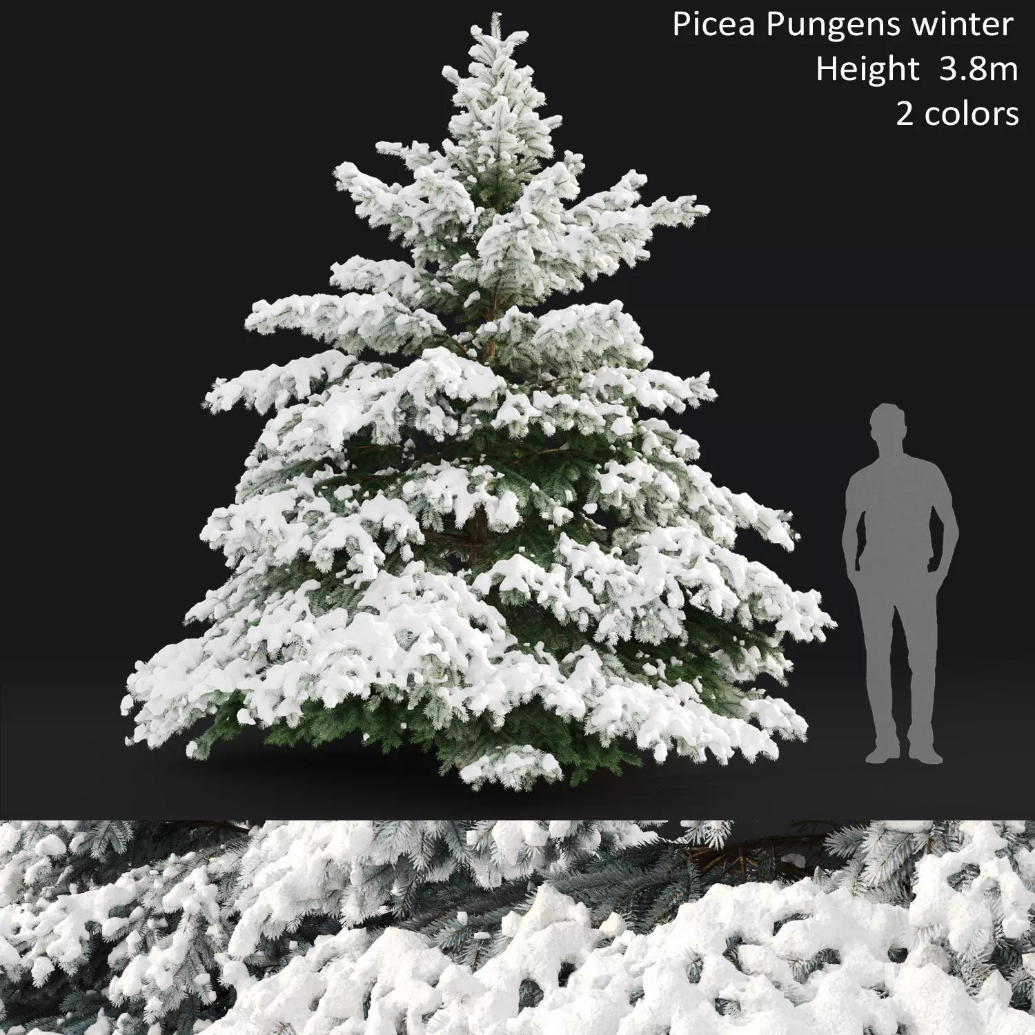 Picea pungens winter 02 Height 380 cm 3D model_0