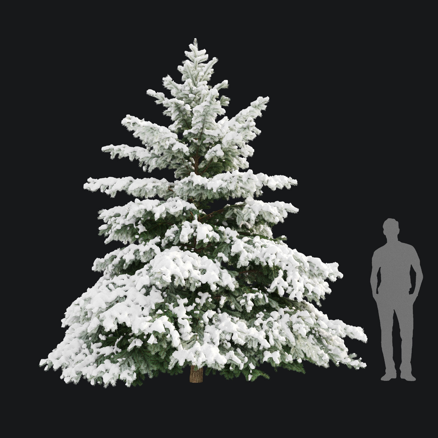 Picea pungens winter 02 Height 380 cm 3D model_3