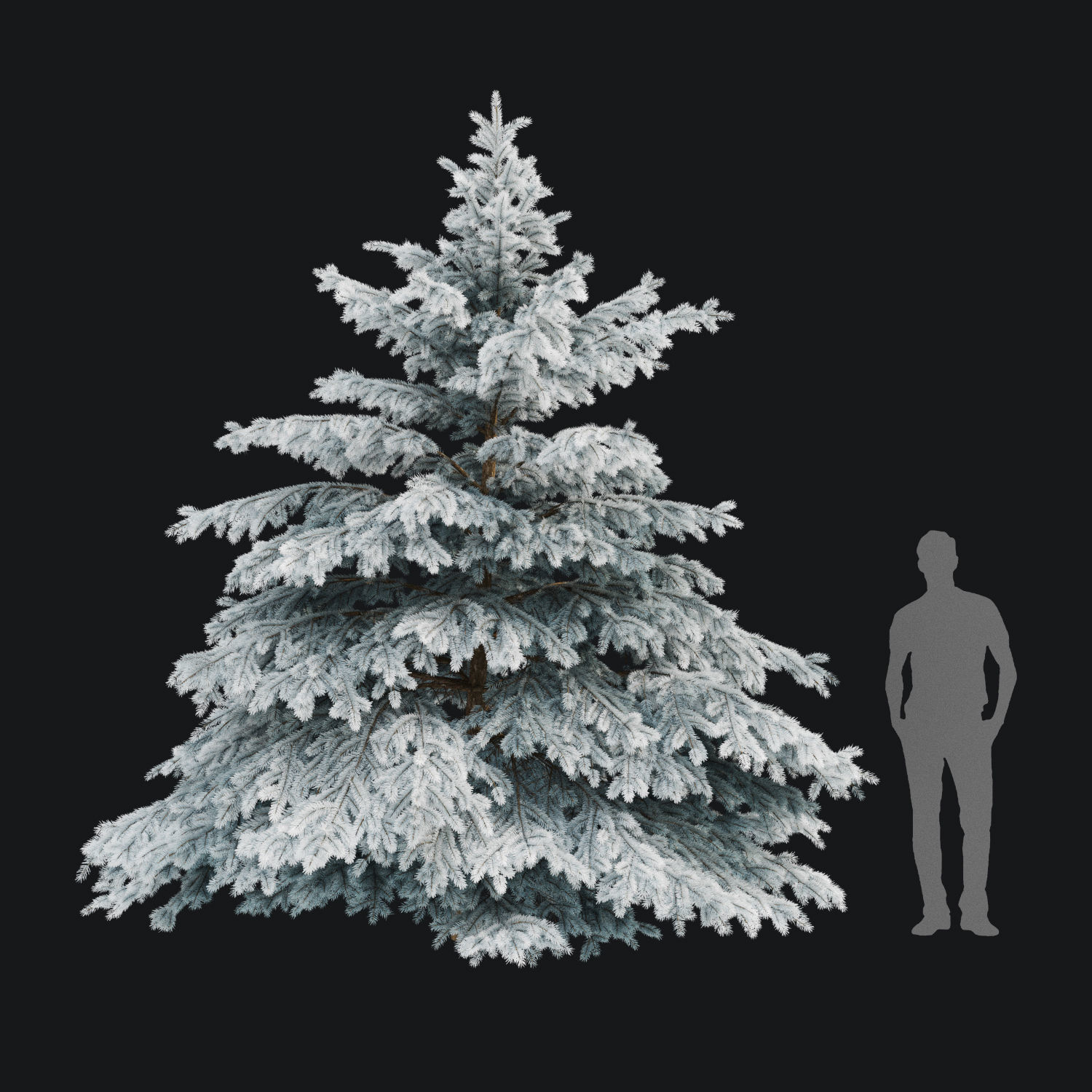 Picea pungens winter 02 Height 380 cm 3D model_4