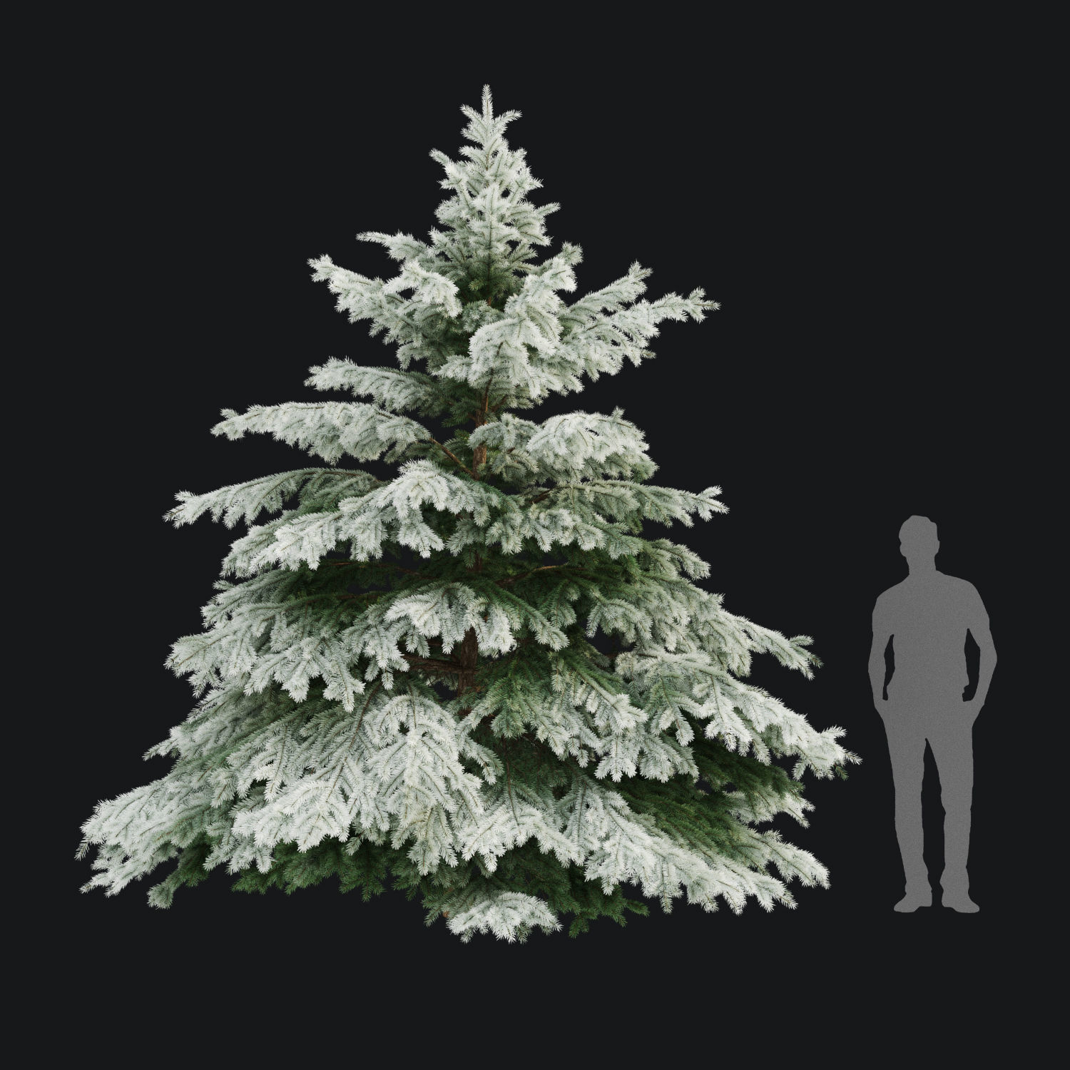 Picea pungens winter 02 Height 380 cm 3D model_2
