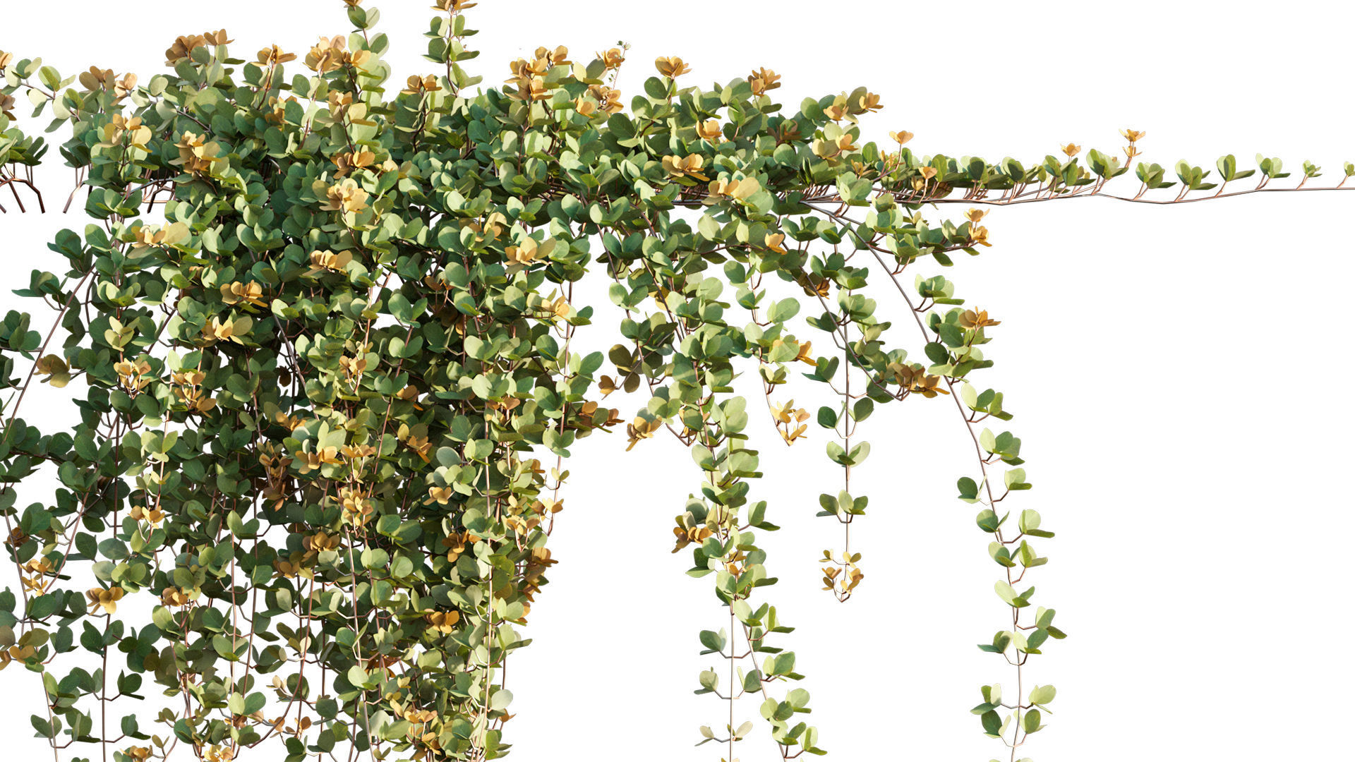 Parthenocissus Sikkimensis - Sikkim creeper - 02 3D model_1