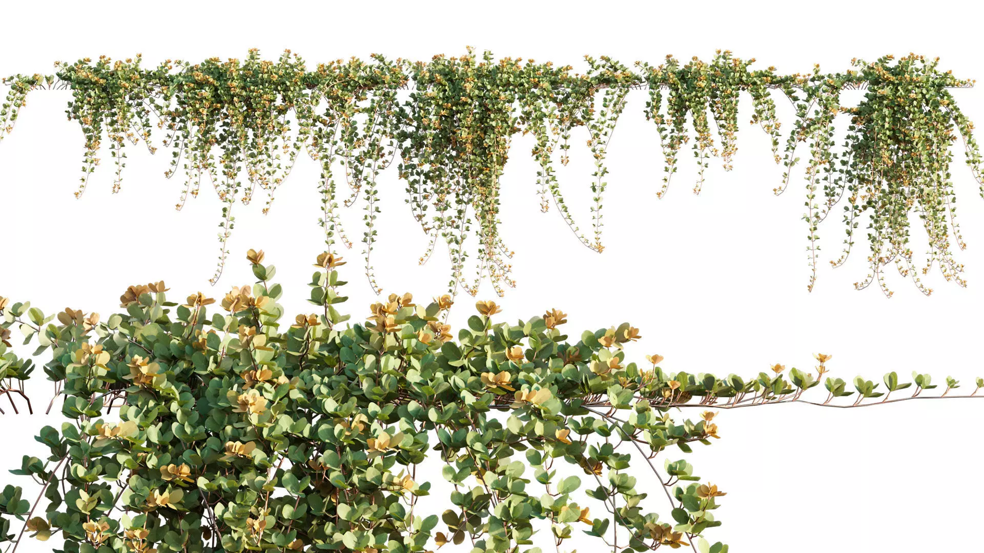 Parthenocissus Sikkimensis - Sikkim creeper - 02 3D model_0