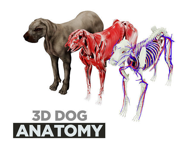 Dog Anatomy with internal organs - 4k textures 3D model