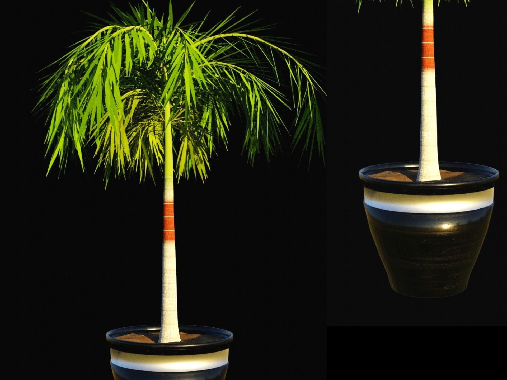 Potted Palm tree Animated and Rigged Low-poly 3D model_12