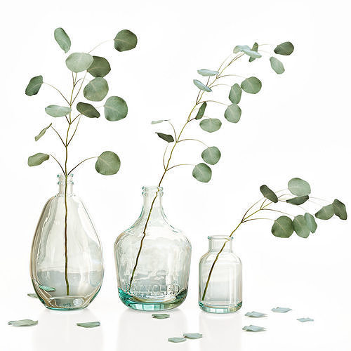 Eucalyptus 2 leaves in glass vases 3D model