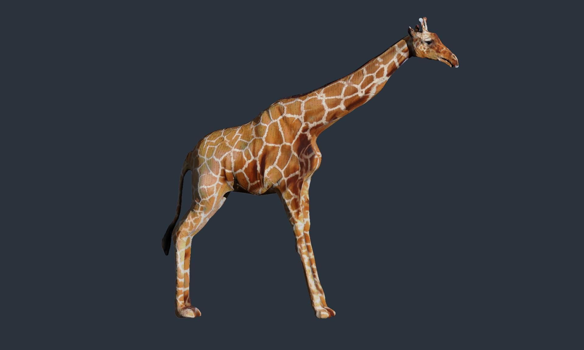 giraffe 3D model_2