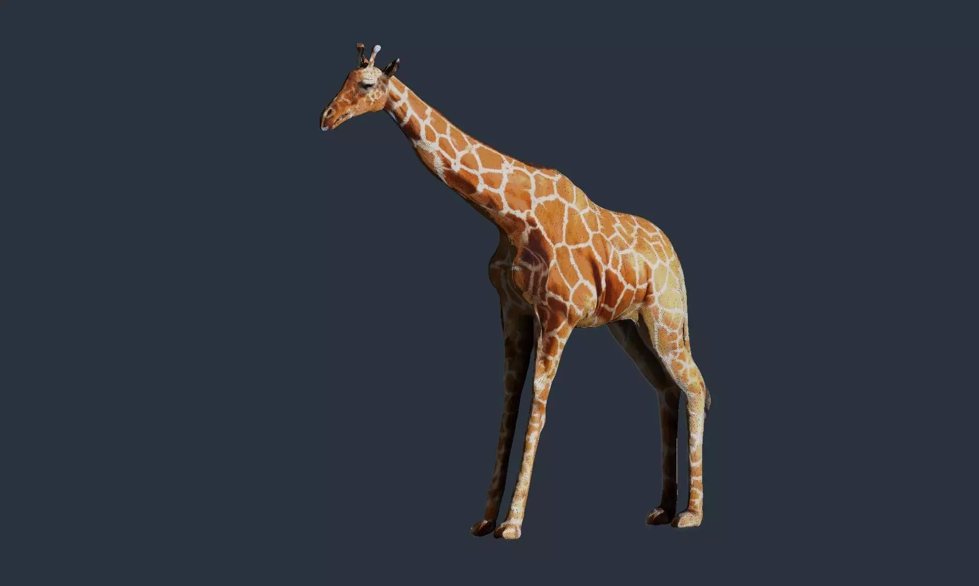 giraffe 3D model_0