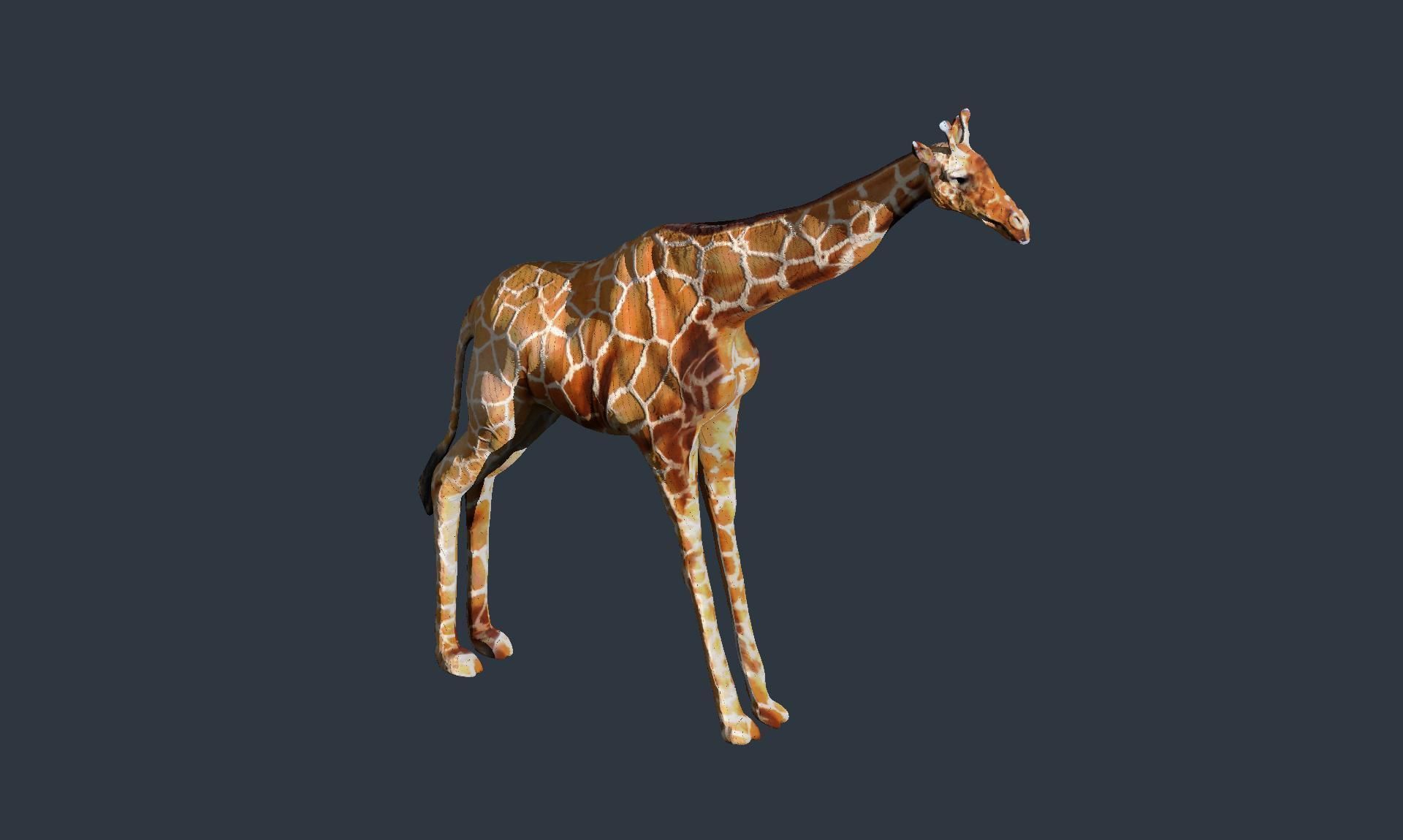 giraffe 3D model_4