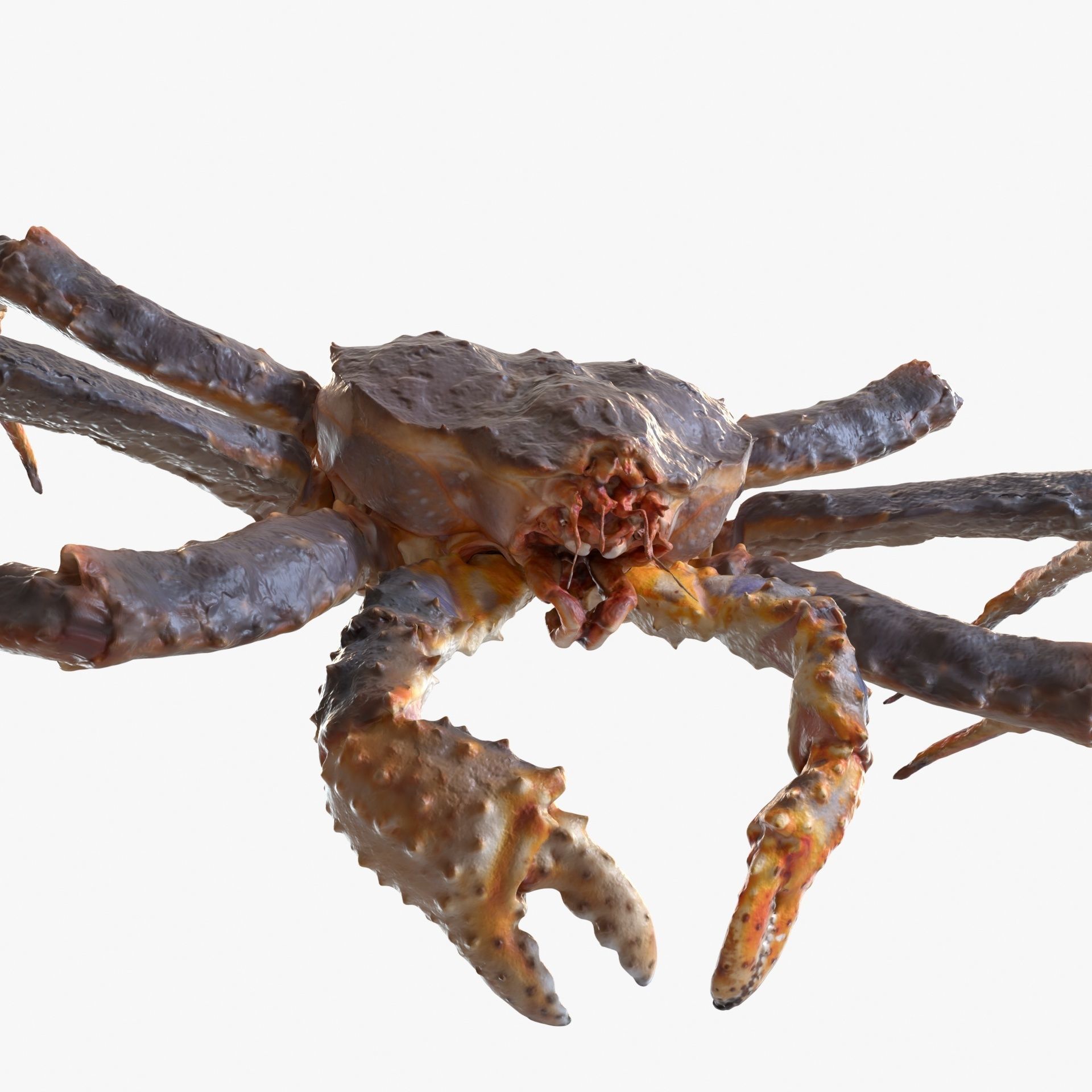 King crab 3D model_2