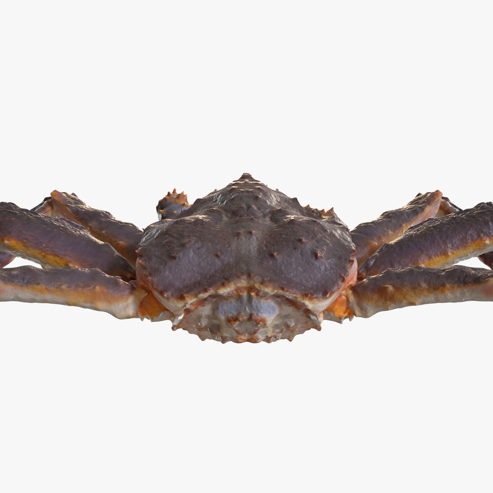 King crab 3D model_5