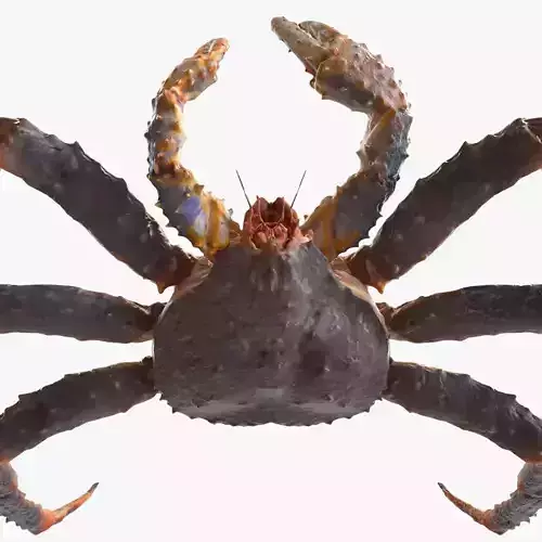 King crab 3D model
