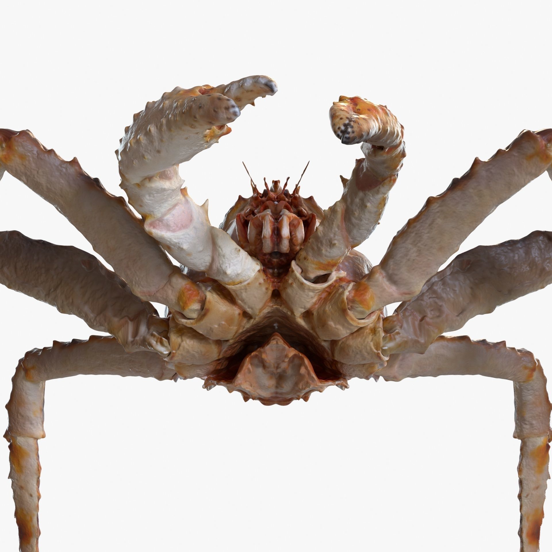 King crab 3D model_4